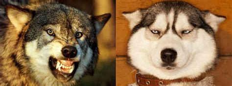 9张图告诉你哈士奇和狼的区别，看完笑弯了！