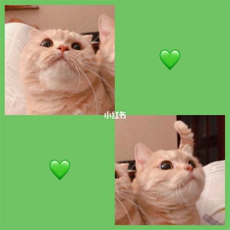 情侣头像非主流猫咪