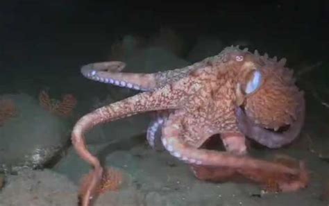 世界上最大的章鱼海怪