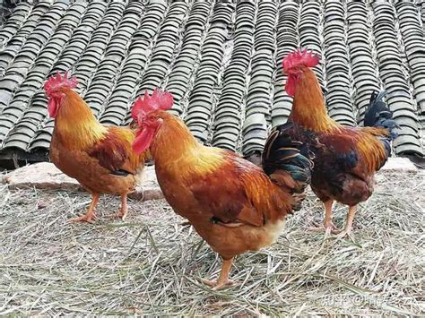 农村养鸡有技巧，怎样让鸡迅速长出满满黄油？这几点要注意 - 知乎
