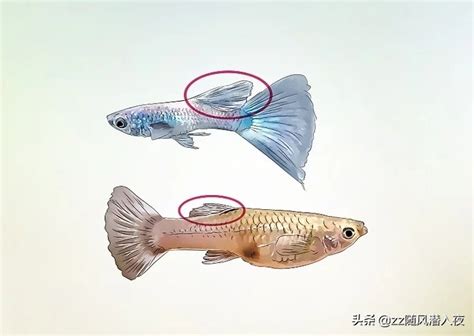 孔雀鱼怎么分公母（孔雀鱼雌雄图片对比） - 胖萌舍宠物网