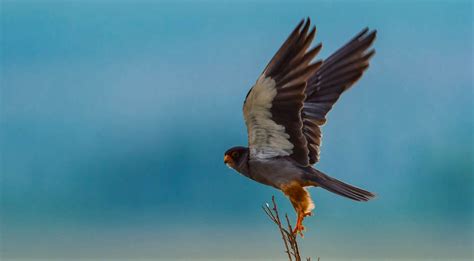 “鸠占鹊巢”的不仅仅是杜鹃，猛禽红脚隼也是占领鹊巢的元凶之一
