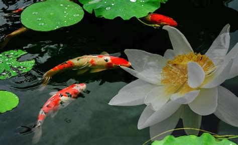鱼戏莲叶间，悠游古猗园 - 中国公园