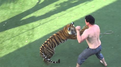 男子喝醉酒后挑衅老虎，一人一虎打了起来，镜头记录下全过程！|旅游|俄罗斯|野生动物_新浪新闻