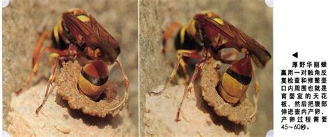 蜾蠃是什么昆虫？俗称细腰蜂，古人也将其称作“螟蛉虫”！