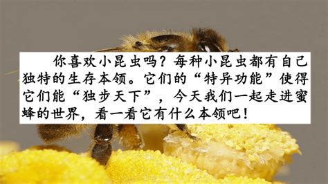 14 蜜蜂 课件（共35张PPT）_21世纪教育网-二一教育