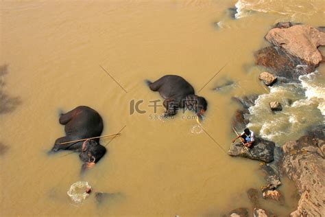 在红河里给大象洗澡高清图片下载-正版图片505610478-摄图网