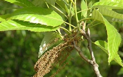 麻栎是什么植物？ - 蜜源植物 - 酷蜜蜂