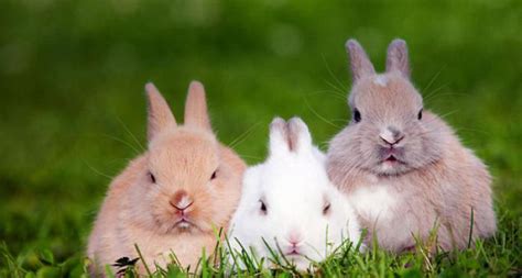 兔子站不起来了，养个兔子咋这么难 - 兔病防治 - 兔毛论坛 - 专业长毛兔养殖交流网站!