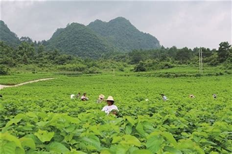 蚕丝产地在哪里（中国三大桑蚕基地，你知道哪里的蚕丝最好吗？） | 说明书网