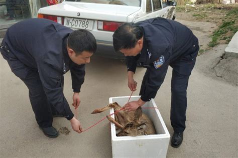我市森林公安机关春节前后救助多只野生动物 _www.isenlin.cn