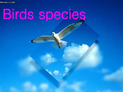 鸟的英语单词怎么写 - 业百科