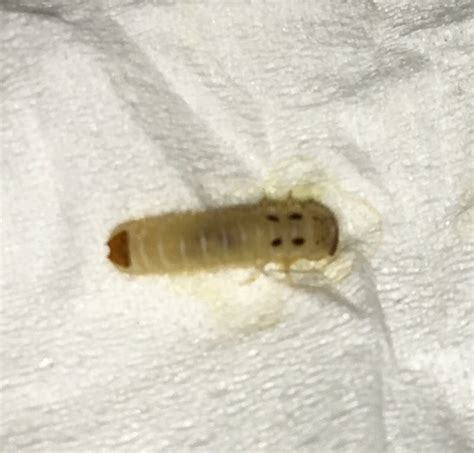 家里出现了一种虫子，体长1~2厘米，很细，外壳是黄黑相间的，脚非常非常小，踩死后有股骚气，我们这叫_百度知道