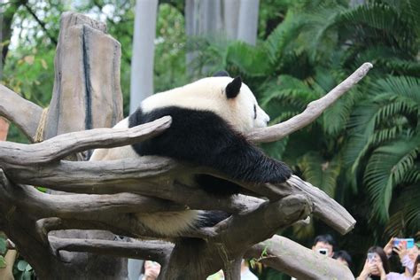 上海动物园的熊猫高清图片下载-正版图片507470921-摄图网