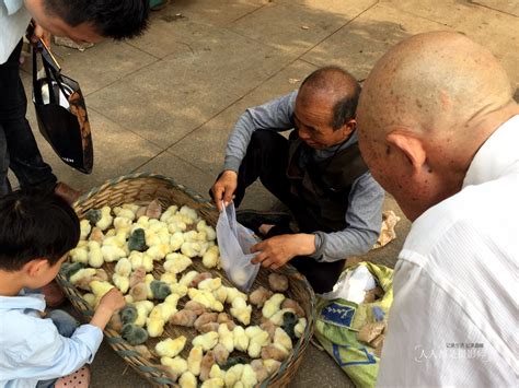 生鲜鸡上市9个月 档主对扩大活禽禁售区表担忧_广东滚动_南方网