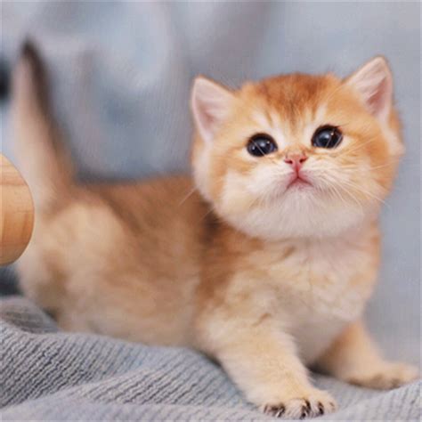 宠物猫名字可爱洋气男两个字 - 宠物猫名字可爱洋气 - 香橙宝宝起名网