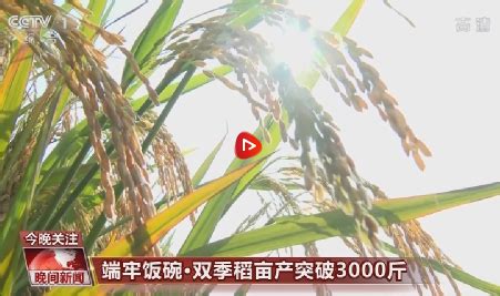 创纪录！临高杂交水稻示范点完成双季3000斤目标-临高新闻网-南海网