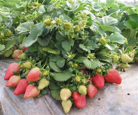 无土栽培草莓种植效果怎么样？可以用哪些水培设备？ - 知乎