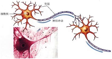 Cell：神经元释放的IL-33介导小胶质细胞促进突触重塑的神经机制 学术资讯 - 科技工作者之家