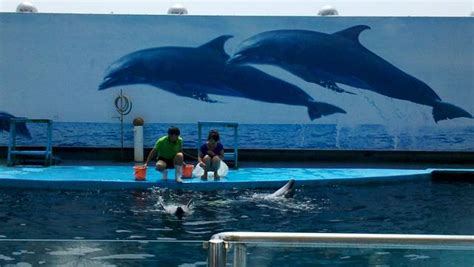 海豚 海豚表演 示范 meeresbewohner 动物秀图片下载 - 觅知网