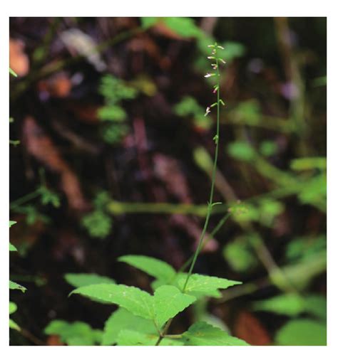 透骨草-神农架植物-图片