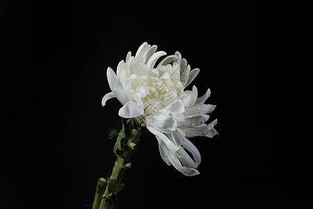 白菊花背景图片-白菊花背景素材-白菊花底图-摄图网