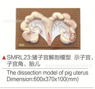 SMRL23猪子宫解剖模型-阿里巴巴