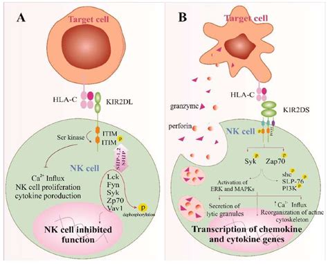 NK细胞即自然杀伤细胞的表型和功能特性介绍_生物器材网
