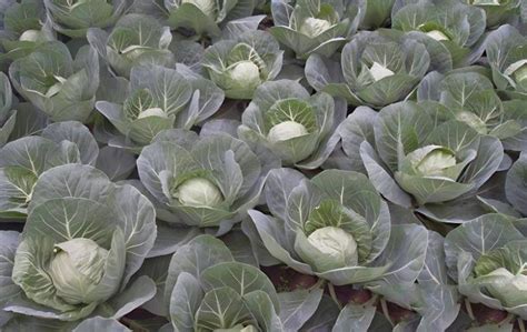 抱子甘蓝-中国蔬菜作物-图片