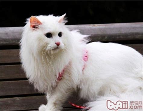 山东临清狮子猫图片