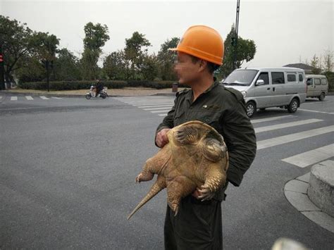 杭州街头男子抱大乌龟说是百岁龟 卖2000元 提醒：见到请报警|乌龟|鳄龟|杭州_新浪新闻