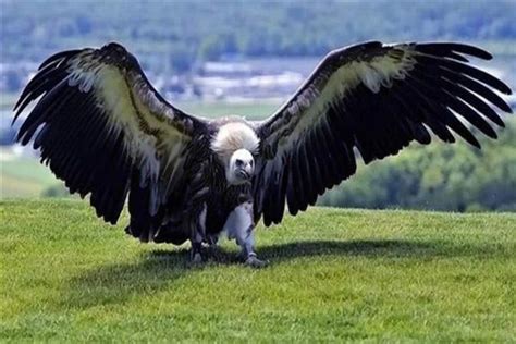 目前世界上最大鹰,上最大的鹰,上最大的鹰有_大山谷图库