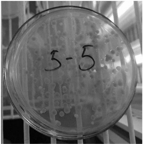 假单胞菌XD-3及其应用以及微生物絮凝剂的制作方法_2