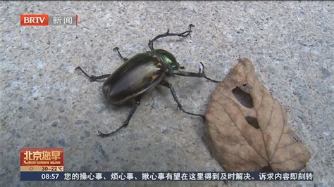 41年前曾宣布灭绝 湖北首次发现阳彩臂金龟_北京时间