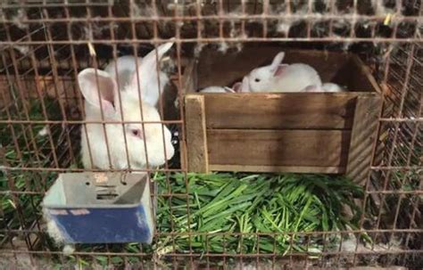 养兔知识有哪些，每天喂养几次 - 农敢网