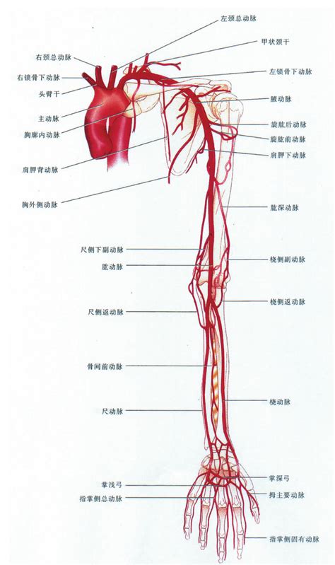 手臂动脉位置图图片