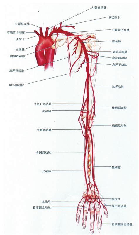 第一节 下腔静脉解剖-心血管-医学