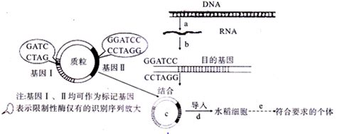 基因