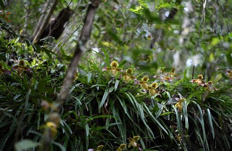 兰花什么品种好？十大名贵兰花品种介绍-花木行情-中国花木网