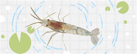 看图识虾|怎么观察对虾的消化系统与对虾解剖