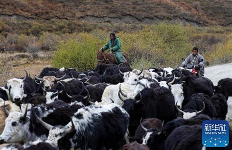 川西北藏牧民开始冬季转场|资讯频道_51网