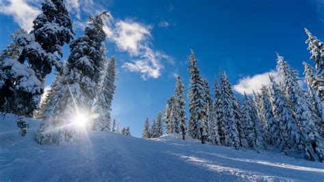 #372431 winter, snow, sunlight, trees 4k wallpaper - Rare Gallery HD ...