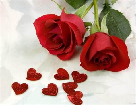 19朵红色玫瑰花的含义（浪漫爱情与真挚情谊|）-花语大全-花植网