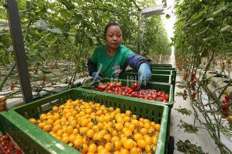 四川眉山：“智慧农业”保超市蔬菜供给-人民图片网