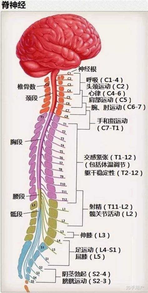 脊柱的神经支配及其相关疼痛，高清图文系统讲解！ - 好医术早读文章 - 好医术-赋能医生守护生命