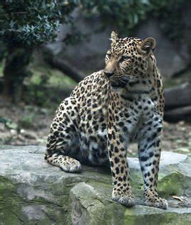 金钱豹属于我国几级保护动物 - 生活百科 - 微文网(维文网)