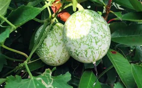 瓜蒌什么季节种植-花卉百科-绿宝园林网
