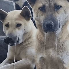 小狗流口水图片