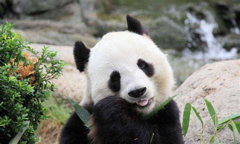 大熊猫外貌特征描写,大熊猫走路的样子描写,外貌特征(第4页)_大山谷图库