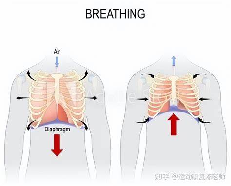 运动用力时是吸气还是呼气